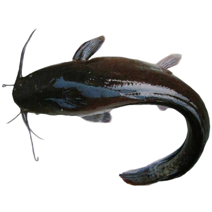 Frozen Catfish Box (per kg)