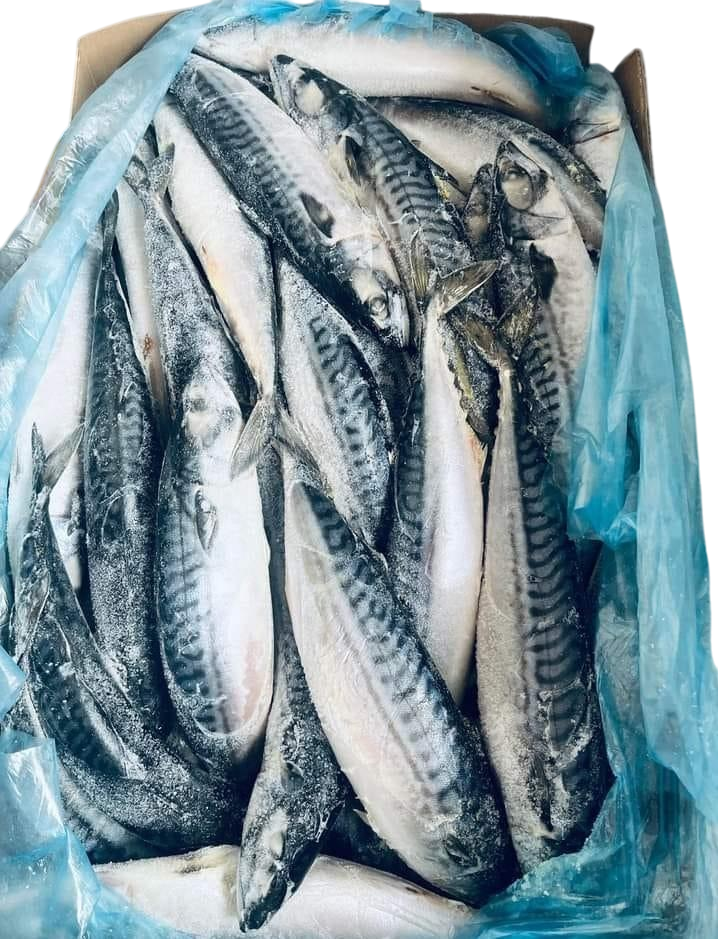 Frozen Whole Mackerel (Scombian) ( Can not be shipped only pick up at shop)