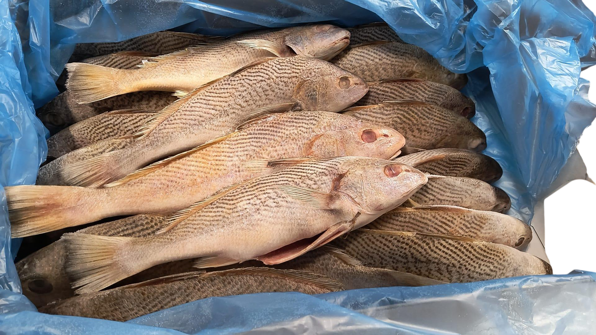 Cassava Fish (Frozen, Pickup Only)