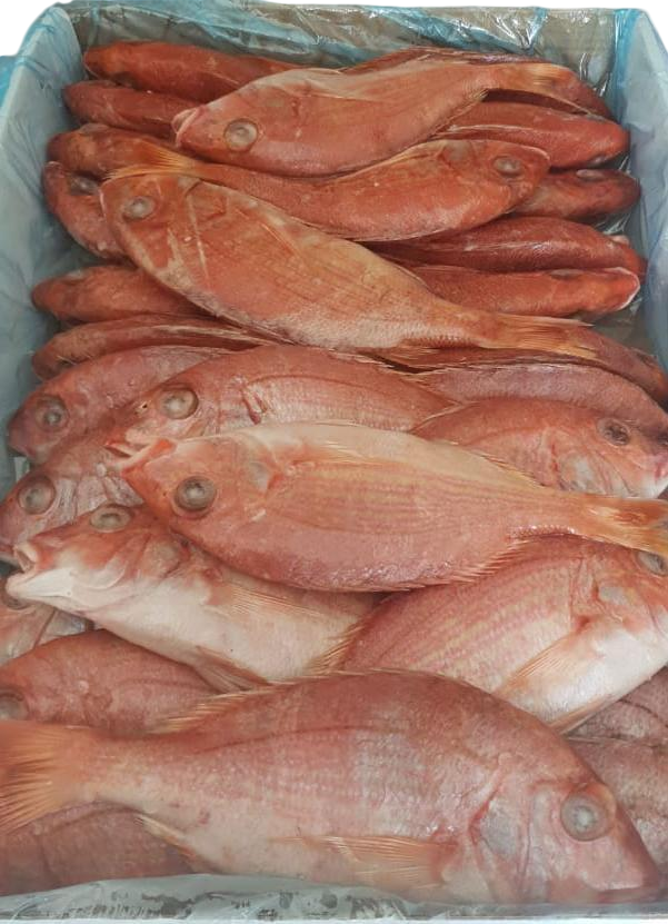 Frozen Red Snapper