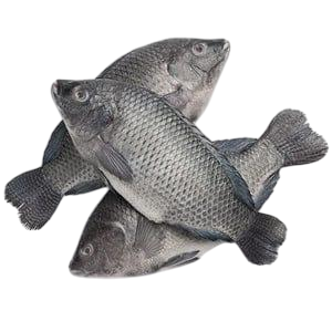 Frozen Tilapia