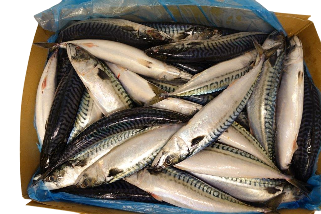 Frozen Whole Mackerel (Box)